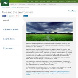 IRRI - Rice and the environment