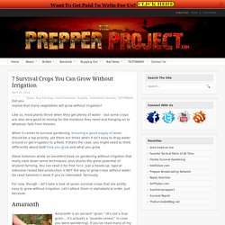 7 Survival Crops You Can Grow Without Irrigation - ThePrepperProject.com
