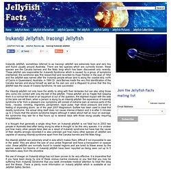 Irukandji Jellyfish, Iracongi Jellyfish