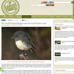 The South Island Robin survives much better now