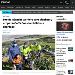 Pacific Islander workers save blueberry crops on Coffs Coast amid labour shortage