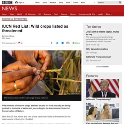 IUCN Red List: Wild crops listed as threatened
