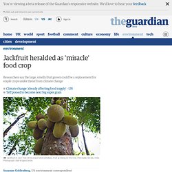 Jackfruit heralded as 'miracle' food crop