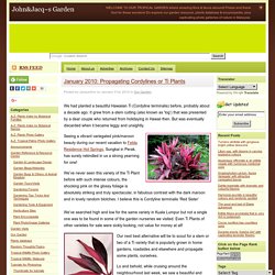 January 2010: Propagating Cordylines or Ti Plants