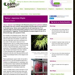 Acer palmatum 'Seiryu': Gardening