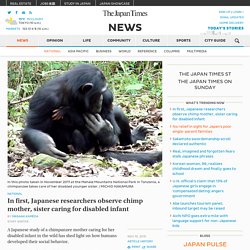 In first, Japanese researchers observe chimp mother, sister caring for disabled infant