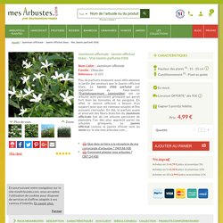 Vente Jasminum officinale - Jasmin d'été parfumé