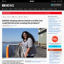 Jellyfish stinging salmon industry profits, but could fish farms be creating the problem?