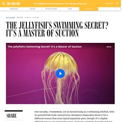 The Jellyfish's Swimming Secret? It's a Master of Suction