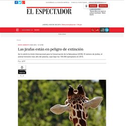 Las jirafas están en peligro de extinción