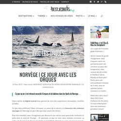 Ce jour avec les Orques en Norvège du Nord