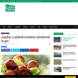 Jujuba, o plantă exotică rezistentă la ger - Casoteca