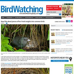 New film about juncos offers fresh insights into common birds - BirdWatching