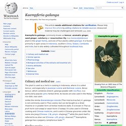 Kaempferia galanga