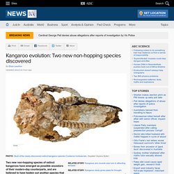 Kangaroo evolution: Two new non-hopping species discovered