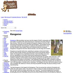 Fun facts about the Kangaroo - Kangaroo Facts and Information - The Jungle Store