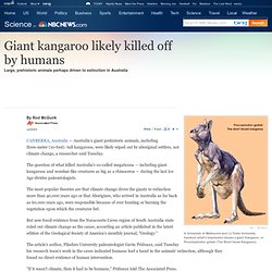 Giant kangaroo likely killed off by humans - Technology & science - Science