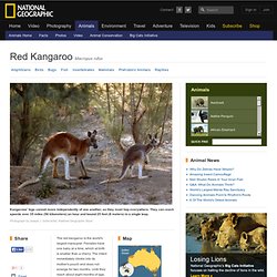 Red Kangaroos, Red Kangaroo Pictures, Red Kangaroo Facts
