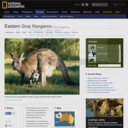 Eastern Gray Kangaroos, Eastern Gray Kangaroo Pictures, Eastern Gray Kangaroo Facts