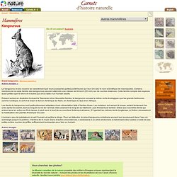 Kangourous : Carnets d'histoire naturelle