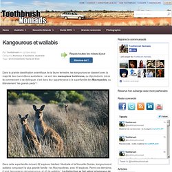 Kangourous et wallabis - Toothbrush Nomads