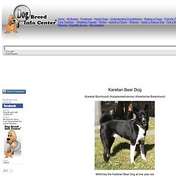 Karelian Bear Dog Information and Pictures