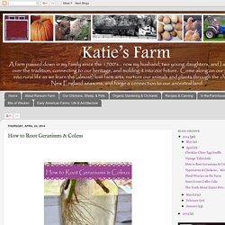 Katie's Farm: How to Root Geraniums & Coleus