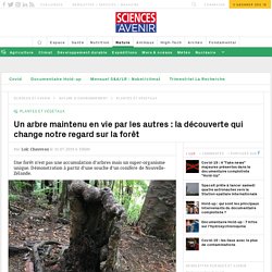 Kauri : la découverte qui change notre regard sur la forêt