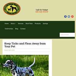 Keep Ticks and Fleas Away from Your Pet