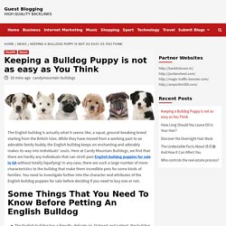 Keeping a Bulldog Puppy is not as easy as You Think