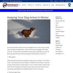Keeping Your Dog Active In Winter