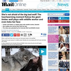 Kekoa the giant timber wolf plays with wildlife worker and even licks her face 