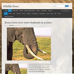 Kenya loses over 1000 elephants in 4 years - Wildlife News