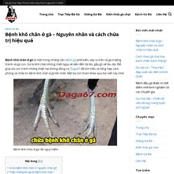 Bệnh khô chân ở gà - Nguyên nhân và cách chữa trị dứt điểm 100%✅