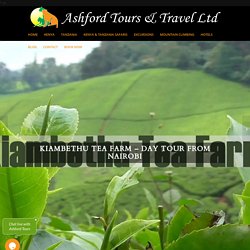 Kiambethu Tea farm Day Tour from Nairobi - Ashford Tours & Travel Ltd