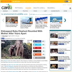 Kidnapped Baby Elephant Reunited With Mother After Years Apart