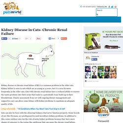 Kidney Disease in Cats- Chronic Renal Failure