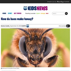 Kids News explainer: How do bees make honey?
