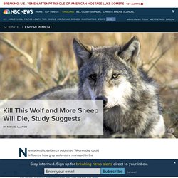 Kill This Wolf and More Sheep Will Die, Study Suggests