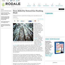 Trees Killed by Natural Gas Fracking Fluid
