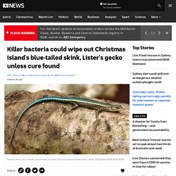 Killer bacteria could wipe out Christmas Island's blue-tailed skink, Lister's gecko unless cure found