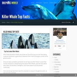 Killer Whale Top Facts - Dolphin Facts and Information