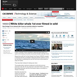 White killer whale 1st ever filmed in wild - Technology & Science