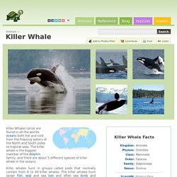 Killer Whale (Orcinus Orca)