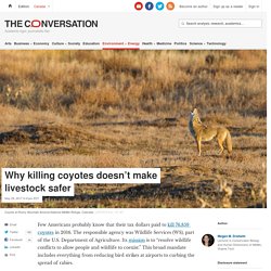 Why killing coyotes doesn’t make livestock safer