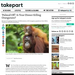 'Palmed Off': Is Your Dinner Killing Orangutans?