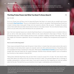 The King Protea Flower And What You Need To Know About It