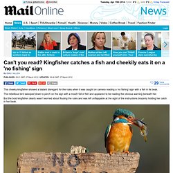 Can¿t you read? Kingfisher catches a fish and cheekily eats it on a ¿no fishing¿ sign