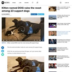 Kitten named DOG rules the roost among 23 support dogs