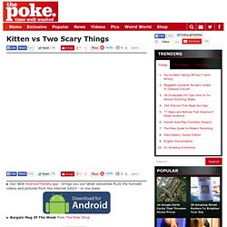 Kitten vs Two Scary Things